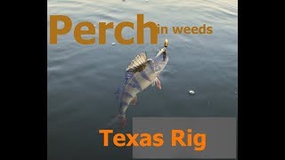 Savage Gear Highrider 170- PerchFishing from bellyboat HD Quality