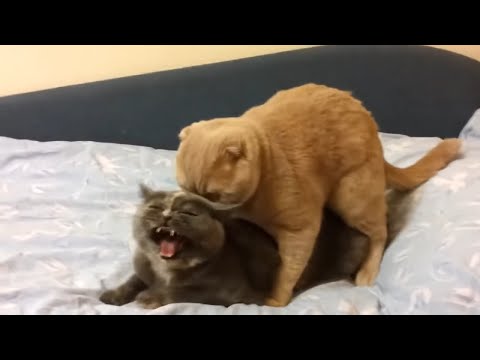 Cute Cats And Kittens Strange Meowing