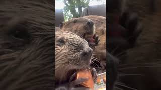 The beavs #beavers #wildliferescue somethingwild.org