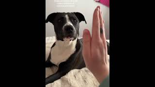 "The dog's hit its patience threshold!"#dog #dogs #dogfunny #fyp #pet