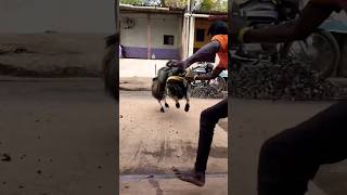 Karnataka Sheep HEBBALLI JALA🔥 #shorts #karnataksheep #sheeplovers #viralvideo