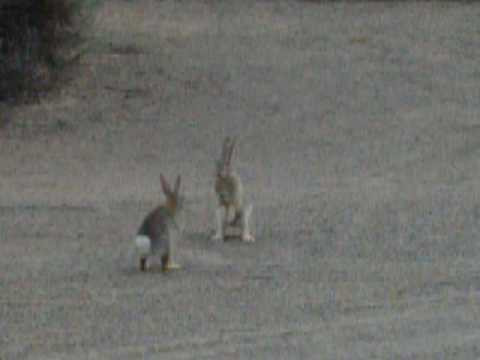 Matrix Rabbits