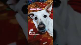 Masoom Cherry🐶 🥰|| #ytshorts#doglover  #shortvideo #shortfeed #trendingshorts