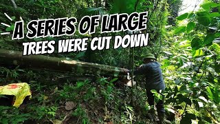 Build a Log House Episode 1: Big Logging Adventure in the Rainforest