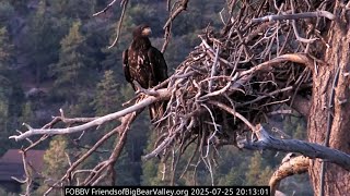 FOBBVCAM Eagles🦅JUVENILE Joins Jackie and Shadow on Roost Tree🌲 Could be Sunny or Gizmo⁉️2025 Jul 25
