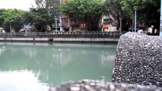 990624田寮河海鰱 002.MOV