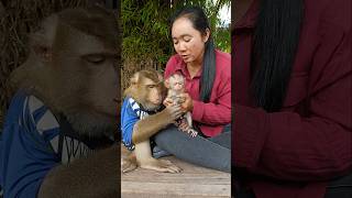 Lovely animal SokYaa,Sokhaa, To To And Mom Are Famous & Amazing #shorts