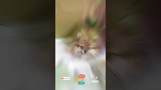 😂 Watch This Dog's HILARIOUS Training Fails! You Won't Believe What Happens! 🐶🎉 #dog #shorts