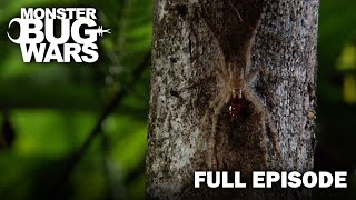 Shape-Shifters: Mantis, Beetle & Spider Face-Off | S1E4 | Monster Bug Wars