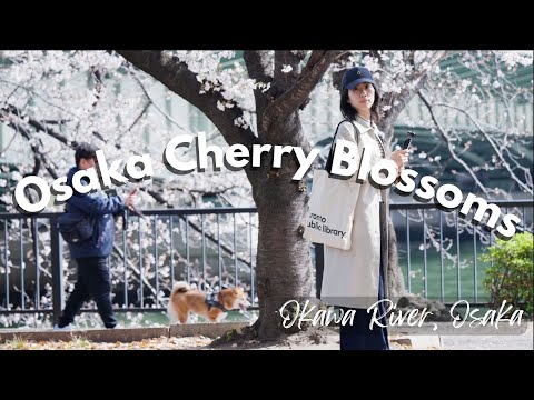 Where to See Cherry Blossoms in Osaka, Japan   |   Sakuranomiya, Osaka Castle Park, Mint Museum