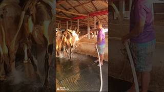 It is important to clean the cowshed in the morning #cowshed #clean #morning
