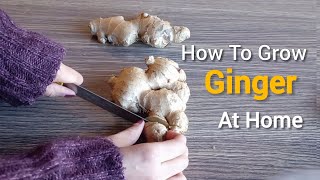 How To Grow Ginger At Home | How To Grow Ginger In Small Pots - Grow Ginger From Cutting #ginger