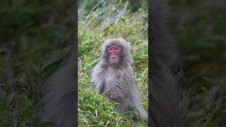#monkey#PawsAndWhiskers,#CritterCuddles,#PetPassion,#WildlifeWhisperer, #AdoptDontShop,#FurryFrenzy