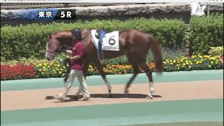 【パドック】 国枝 栄厩舎のサクセッション 2019年6月16日（日曜） 3回東京6日 5R メイクデビュー東京 芝 1600m