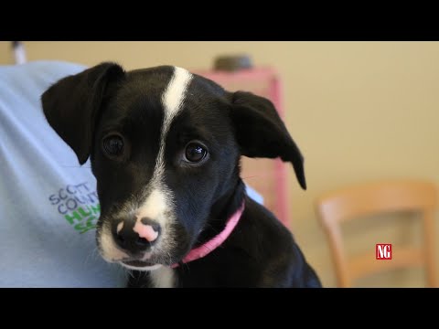 Adoptable Pet of the Week | Kanga | News-Graphic