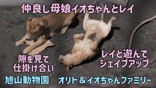 旭山動物園　仲良し母娘イオちゃんとレイ　隙を見て仕掛け合い　レイト遊んでシェイプアップ　Orito & Io family　Lion family　Asahiyamazoo