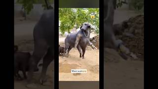 yeh kya ho gya 😂😱 #viral #foryou #instaviralreeltips #instatips #instaviral #instafeed #ai#comedy
