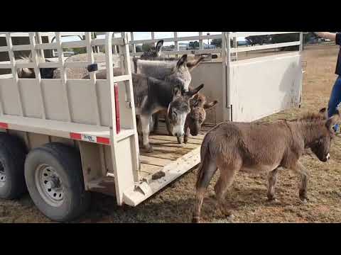 Hauling miniature Donkeys and Ponys