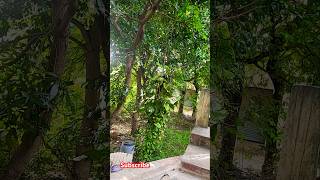 #trending #comedy #vendhuthaninthathukaadu #aquarium #devvlog19 #funny #devvlogs #guppyfishtank