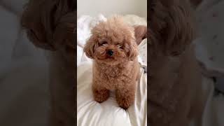 i ♥ U #dogs #cutedogs #dogslovers