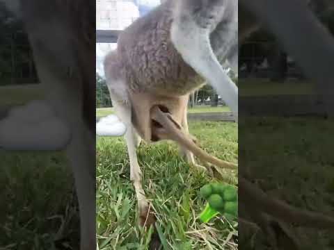 kangaru ka beta ya beti