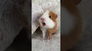 Weekly squeak our loudest guinea pig ever
