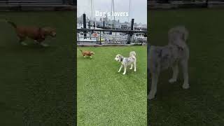 Dog’s lovers #dogstory#dogslife#dogslover#dogslovers#dogshorts