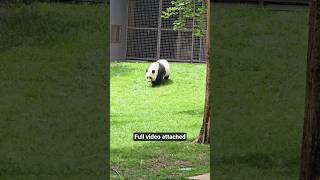 Giant Pandas, chubby beautiful Bear Panda, Royal Bengal Tigers, Lions,  Panda Bear 🐼 🐼