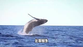 南极和北极藏着哪些秘密？