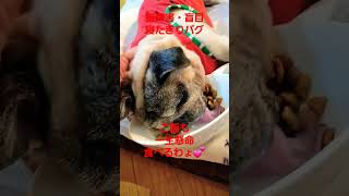ご飯も食べます #認知症犬
