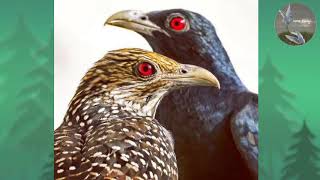 Suara pikat burung Tuwu gacor burung yg mempunyai teriakan mistis
