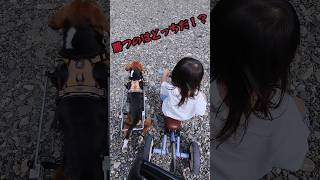 車椅子と三輪車…迷勝負の予感 #ビーグル #犬のいる生活