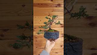 Juniper Bonsai from Nursery Stock