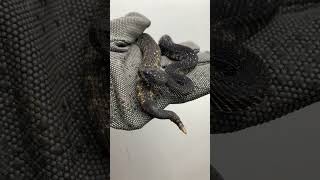 that's beautiful #asmr #snake #animal #shorts #anaconda #python #reptile #snakelover #pet #wildlife