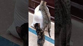 Cool Cats 😎 #cat #coolcat #pets #gato #niko #trending