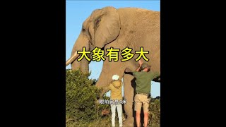 大象到底有多大！ #大象 #野生動物零距離