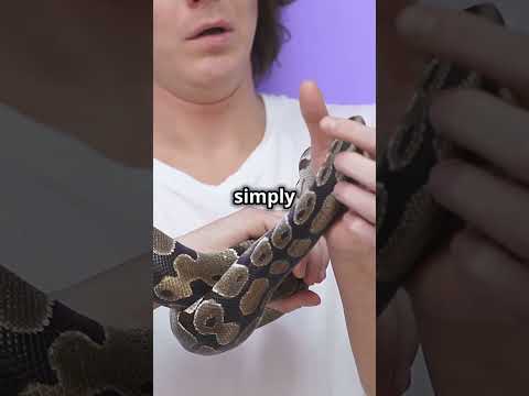 Discover the top 5 best ways to catch a snake#SnakeCatching #WildlifeTips#Herpetology #OutdoorSkills