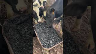 My cattle charge and spread biochar for me.  #biochar #regenerativeagriculture #cattlefarm