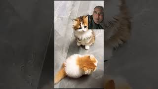 #cat #kitten #cute #meow #pets #catsofyoutube #catpeople #viralcats #catfails  #tasaddaq447