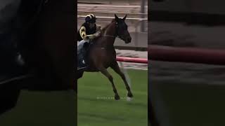 😱👀Jockey Corey Wiles on 🏇Sunrain Sailing at 🇳🇿Matamata, 📽️Trackside NZ