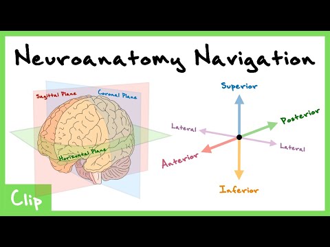 How To Navigate The Central Nervous System Explained (Dorsal, Ventral, Sagittal, Coronal)  | Clip