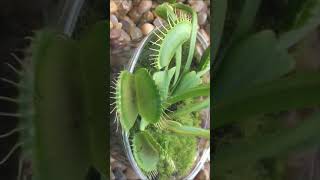 Scientists fuse nature with tech as 'robo-plants' surge