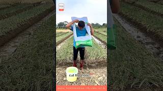 FARMING SKILL 💪 how to spread fertilizer without bending 😎 #skills #diyhack #craftsman #shorts