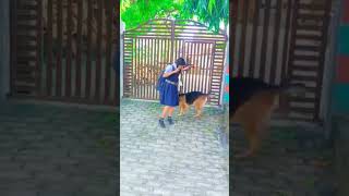 😂garman shepherd dog ki masti🥰👌#dogslovers #petlover #subscribe #gsddog