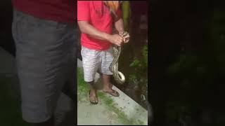 Penangkapan Ular Sawa Kembang#sleman #ularsawa