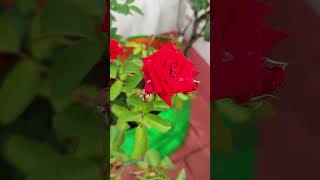 My garden roses #gardening #garden #roseplant #rose #organic #organicgardening #beauty #redrose