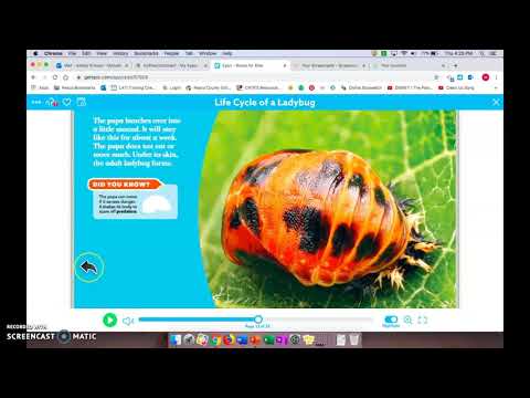 Life Cycle of a Ladybug