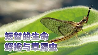短暫的生命 | 生命微光：蜉蝣與草履蟲的奇妙世界 | 知識井 | sillypig