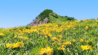 【佐渡島観光】トビシマカンゾウ咲く大野亀と二ツ亀 Tobishima Daylily at Onogame. Sado Island, Japan.