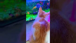 #cat #catlover #floofycat #mycats #kitten